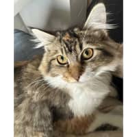 Photo of 12638   Azriel