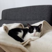 Photo of Amelia & Georgie   In Foster Care In Northcote