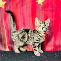 Photo of Pip (Located In Preston) 