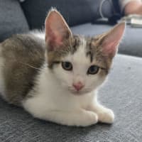 Photo of Harry   9 Week Old Domestic Shorthair