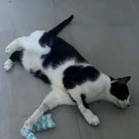 Photo of Pao