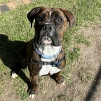 Photo of Jax