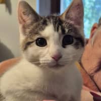Photo of Socks