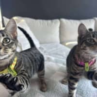 Photo of 🩷Mirabelle And Pinto💛