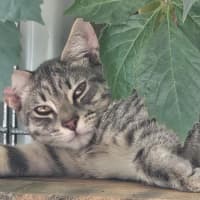 Photo of Pitt ** 2nd Chance Cat Rescue**