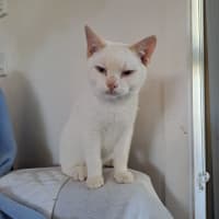 Photo of Strudel