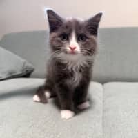 Photo of Sweet Pea