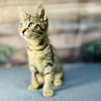 Photo of Apollo   Meet Me In Preston