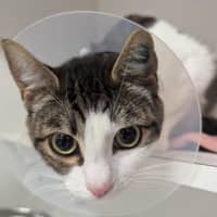 Photo of Mittens