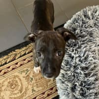 Photo of Sienna (Shadow)