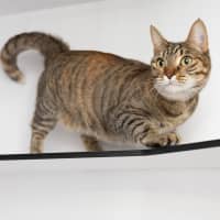 Photo of Nala