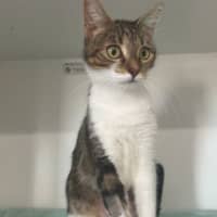 Photo of Pippin