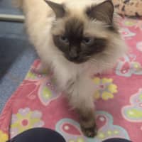 Photo of Gin Fizz (Catalina)