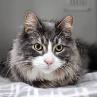 Photo of 🐯 Maximus 5389 🐯