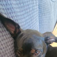 Photo of Timmy   4 Month Old Kelpie X