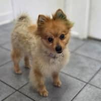 Photo of Cashew
