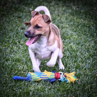 Photo of Cookie
