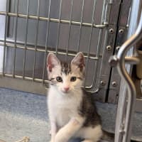 Photo of Azriel   Located In Kew