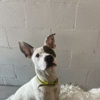 Photo of Patch