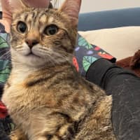 Photo of Tosca 