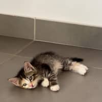 Photo of Boo