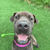 Photo of Ariel Imp 2240