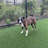 Photo of Rosie Imp 1897