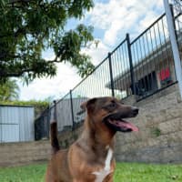 Photo of Scrappy