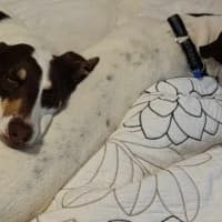 Photo of Nala   10 Month Old Kelpie X Staffy