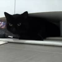 Photo of Jet