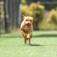 Photo of Gertrude Imp 2343