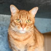 Photo of Odin