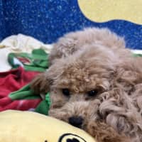 Photo of Milo