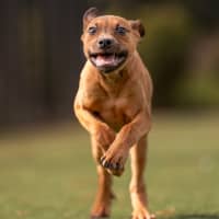 Photo of Sharni Imp 1124