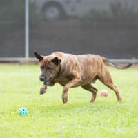 Photo of Rusty