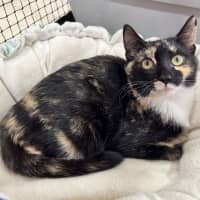 Photo of Izzy *9 Lives Project Rescue*