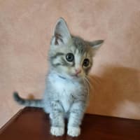 Photo of Tumble 