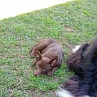 Photo of Willow