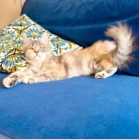 Photo of Dimity   In Foster Caer In Brunswick East