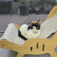 Photo of Daisy