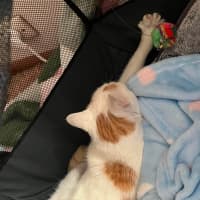 Photo of Peaches