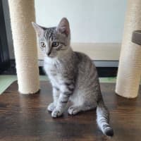 Photo of Ash