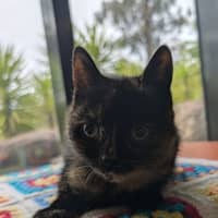 Photo of Crusoe