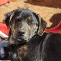 Photo of Shadow