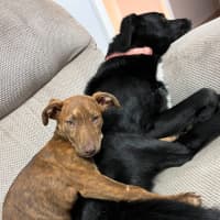 Photo of Rosie   4 Month Old Kelpie X Staffy (Trial 5/10)