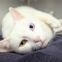 Photo of Snowy