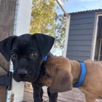 Photo of Comet   8 Week Old Mixed Breed