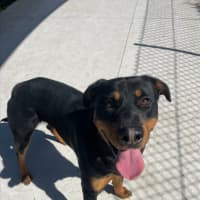 Photo of Scooter Imp 1371