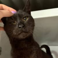 Photo of El Gato