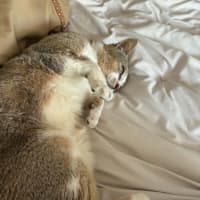 Photo of Pretzel